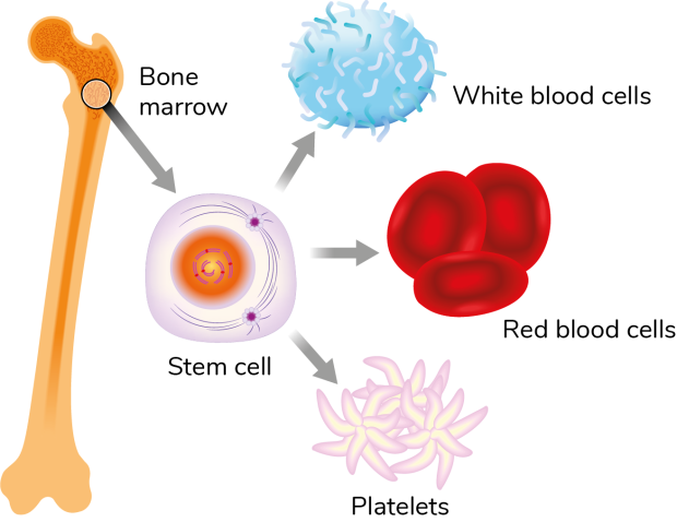 An illustrated diagram of a bone marrow stem cell highlighting that it can produce different types of blood cells including white blood cells, red blood cells and platelets