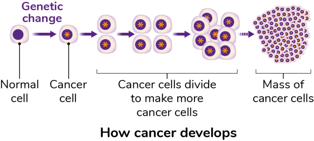 A diagram of how cancer develops, beginning with a normal cell that undergoes a genetic change and becomes a cancer cell. The cancer cells divide to make more cancer cells and become a mass of cancer cells.