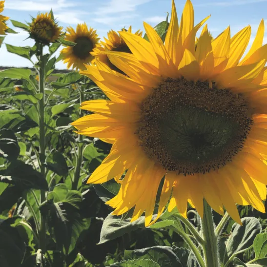 Sunflower in a field